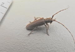 Stenidea alutacea