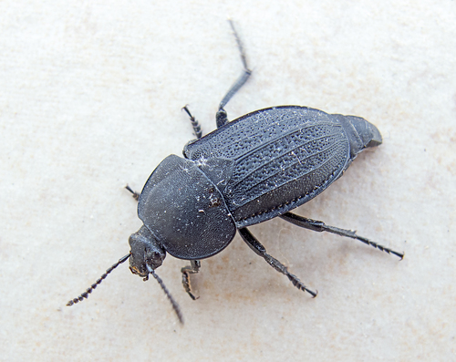 Obscure Carrion Beetle