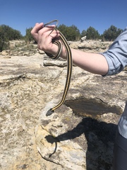 Thamnophis cyrtopsis cyrtopsis