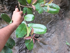 Chionanthus mala-elengi