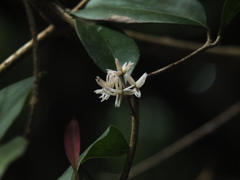 Chionanthus mala-elengi