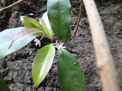 Chionanthus mala-elengi