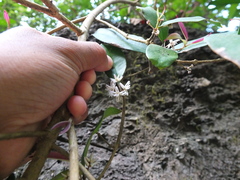 Chionanthus mala-elengi