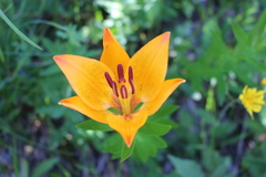 Lilium bulbiferum