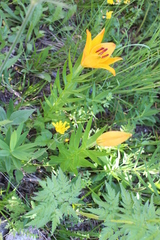 Lilium bulbiferum