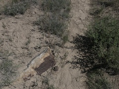 Thamnophis cyrtopsis cyrtopsis