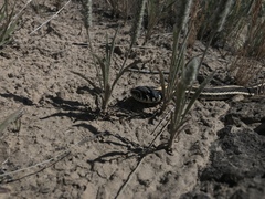 Thamnophis cyrtopsis cyrtopsis