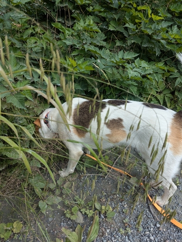 Pacific Brome (Bromus pacificus)