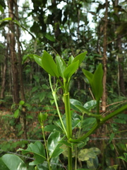 Psydrax umbellata