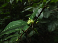 Canthium angustifolium