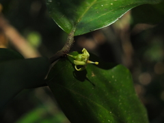 Canthium angustifolium