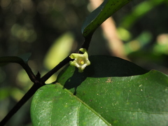 Canthium angustifolium