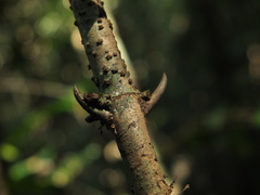 Canthium angustifolium