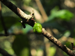 Canthium angustifolium
