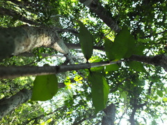 Canthium angustifolium