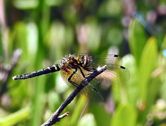 Nannothemis bella