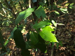 Canthium angustifolium