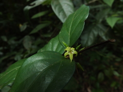 Canthium angustifolium