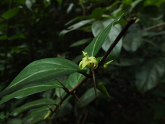Canthium angustifolium