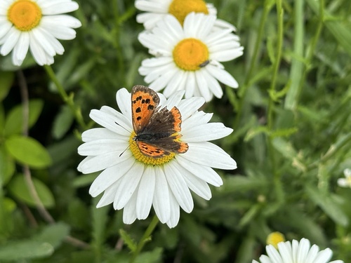 Small Copper