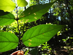 Canthium angustifolium