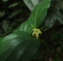 Canthium angustifolium