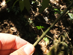 Canthium angustifolium