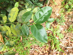 Psydrax umbellata