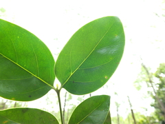 Psydrax umbellata
