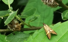 Nemophora degeerella