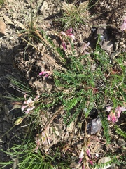 Astragalus monspessulanus monspessulanus
