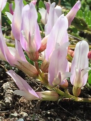 Astragalus monspessulanus monspessulanus