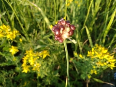 Allium caeruleum