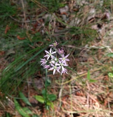 Allium speculae