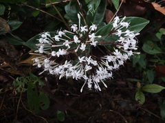 Ixora nigricans