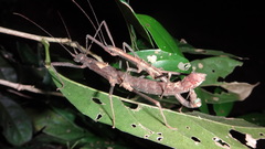 Neohirasea hongkongensis
