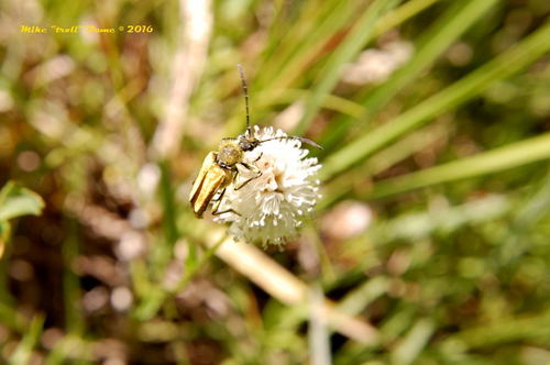 iNaturalist observation photo of Yellow Velvet Beetle