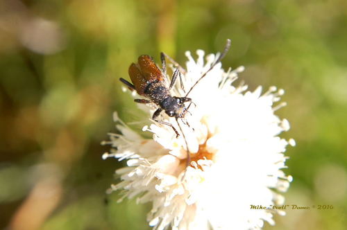 iNaturalist observation photo of Anastrangalia sanguinea