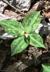 Trillium discolor