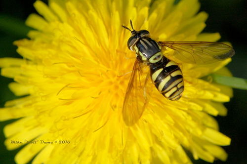 iNaturalist observation photo of Meadow Flies
