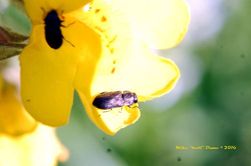 iNaturalist observation photo of Anthaxia