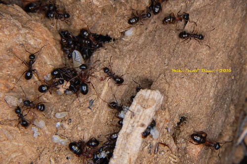 iNaturalist observation photo of Wood, Mound, and Field Ants
