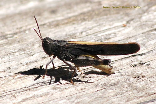 iNaturalist observation photo of Arphia