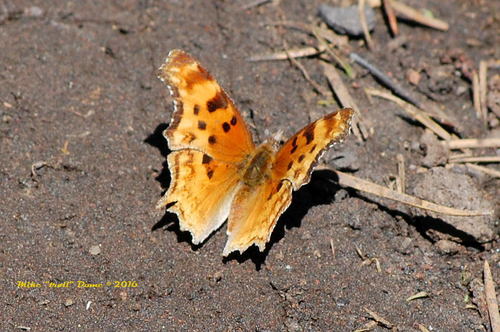 iNaturalist observation photo of Zephyr Comma