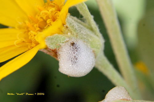 iNaturalist observation photo of True Spittlebugs