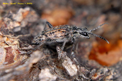 iNaturalist observation photo of Ribbed Pine Borer
