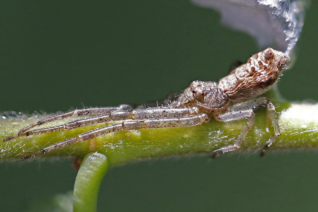 Tuberculated Crab Spider