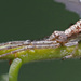 Tmarus angulatus - Photo (c) Bill Keim, algunos derechos reservados (CC BY)