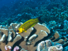 Polynesian Wrasse photo 3