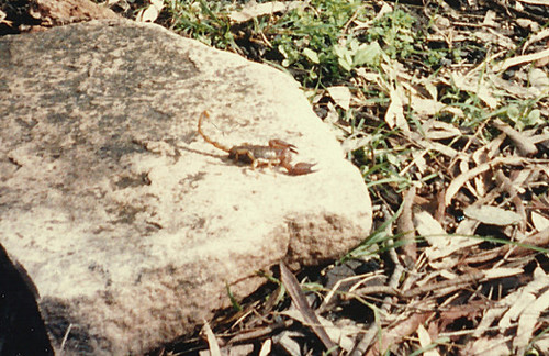 Flinders Ranges Scorpion photo 2